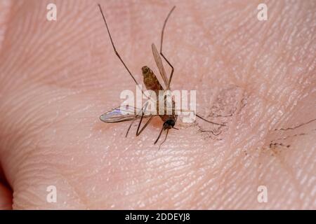Zanzare Culicine del genere Culex Foto Stock