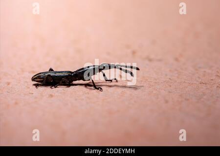 Weevil dal serpente dritto del genere Brentus Foto Stock