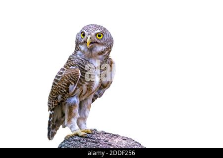 Primo piano bellissimo uccello Asian Barred Owlet (Glaucidium cucoloides) è una specie di gufo vero che sta in piedi sul ramo Foto Stock