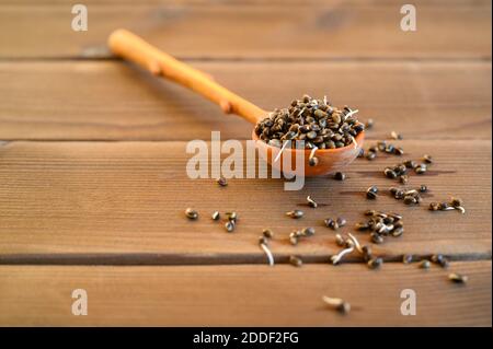 semi di canapa alimentare germogliati in un cucchiaio di legno su a. sfondo di legno Foto Stock