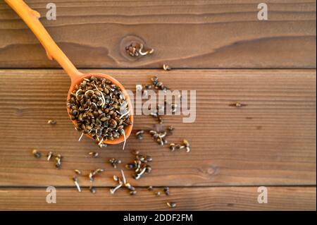 semi di canapa alimentare germogliati in un cucchiaio di legno su a. sfondo di legno Foto Stock