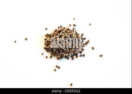 un mucchio di semi di canapa alimentare germogliati isolato su a. sfondo bianco Foto Stock