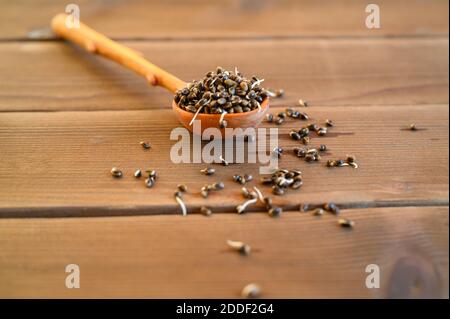 semi di canapa alimentare germogliati in un cucchiaio di legno su a. sfondo di legno Foto Stock