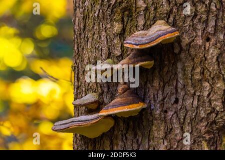 Funghi legnosi o Fomitopsis pinicola sull'albero. Foto Stock