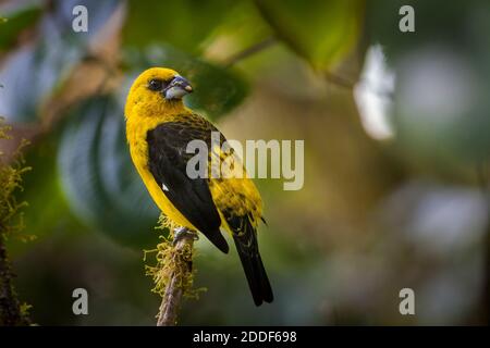 Nero-thighed Grosbeak, Pheucticus tibiale, nella foresta nuvolosa di La Amistad National Park, Chiriqui provincia, Repubblica di Panama. Foto Stock