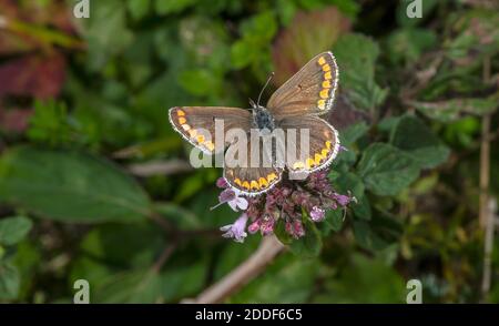 Femmina marrone argus, Aricia agestis, che si nuce a Marjoram su terreni in gesso. Foto Stock