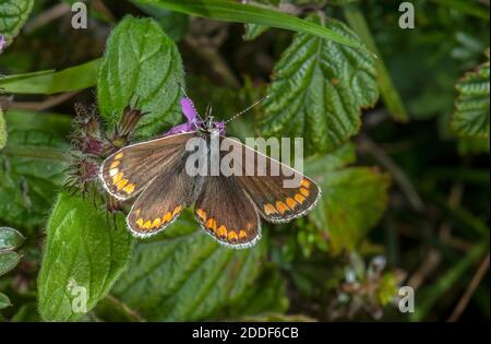 Femmina marrone argus, Aricia agestis, che si nuce a Marjoram su terreni in gesso. Foto Stock