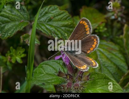 Femmina marrone argus, Aricia agestis, che si nuce a Marjoram su terreni in gesso. Foto Stock