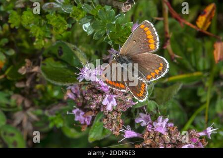 Femmina marrone argus, Aricia agestis, che si nuce a Marjoram su terreni in gesso. Foto Stock