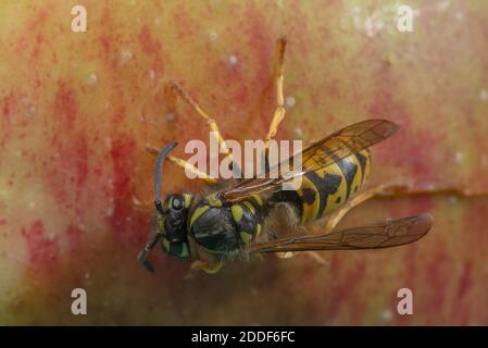 Wasp tedesco, Vespula germanica, nutrendo sulla mela caduta, a fine estate. Foto Stock