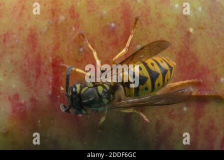 Wasp tedesco, Vespula germanica, nutrendo sulla mela caduta, a fine estate. Foto Stock