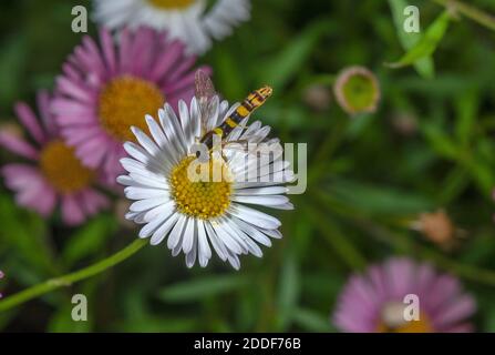 Hoverfly lungo, Scripta di Sphaerophoria, che si nuota sulla fleabane messicana in giardino. Foto Stock