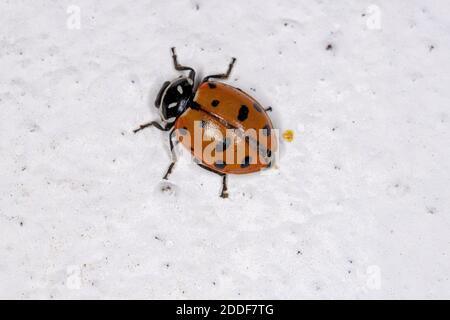 Convergent Lady Beetle della specie Hippodamia convergens Foto Stock