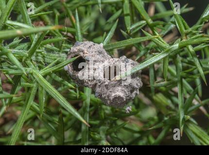 Nido pentole di Wasp Potter Heath, Eumenes coarctatus, su Hartland Moor, Purbeck, Dorset. Foto Stock