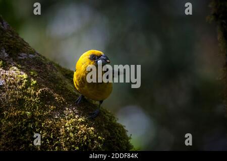 Nero-thighed Grosbeak, Pheucticus tibiale, nella foresta nuvolosa di La Amistad National Park, Chiriqui provincia, Repubblica di Panama. Foto Stock