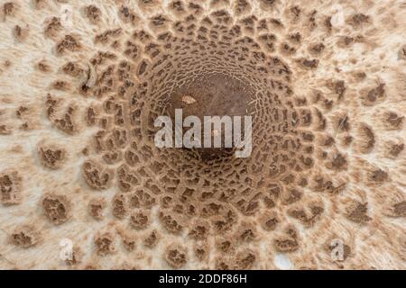 Cappello di fungo del parasolo, Macrolepiota procera in primo piano Foto Stock