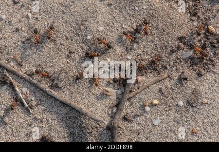 Southern Wood Ants, Formica rufa, seguendo il percorso di ritorno alla colonia sul bordo della brughiera. Foto Stock
