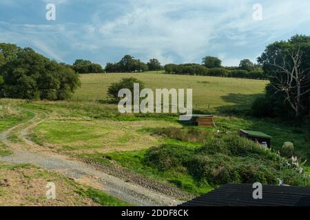 Campi di alimentazione di aquiloni rossi a Gitrin Farm, Rhayader, Powys, Galles. Foto Stock