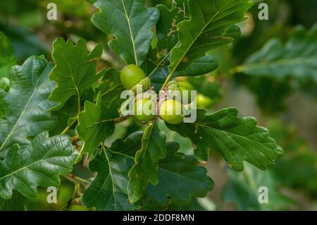 Ghiande di quercia sessile, Quercus petraea, in tarda estate. Foto Stock