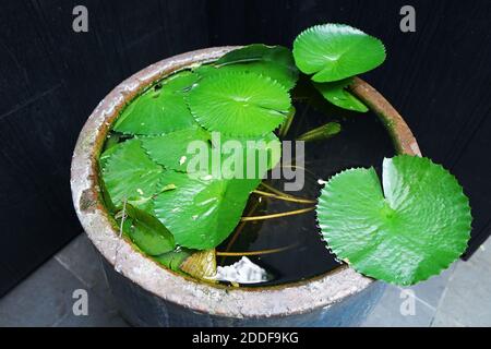 Primo piano vaso di argilla d'acqua di pianta di loto verde Foto Stock