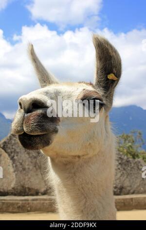 Llama a Machu Picchu, Perù Foto Stock