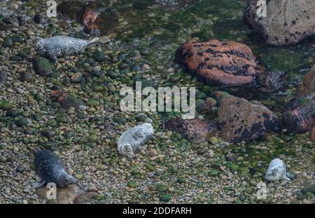 Foca grigia, mamme e cuccioli di herichoerus sulla spiaggia di riproduzione nel Galles sud-occidentale. Autunno. Foto Stock