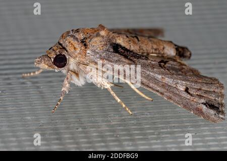 Euteliide Moth della famiglia Euteliidae Foto Stock