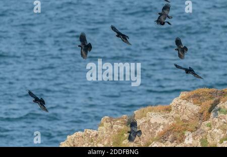 In autunno, impasti macinati di colore rosso, Pyrrrhocorax pirrhocorax, in volo sulla costa sud-occidentale del Pembrokeshire. Galles. Foto Stock