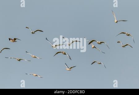 Gregge di gabbiani di aringhe, Larus argentatus, in volo. Foto Stock