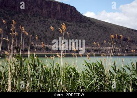 Silenziosa tranquilla bella scena naturale di erba verde, fiori gialli, lago, montagne e cielo nuvoloso. La vita emerge vicino all'acqua del lago. Foto Stock