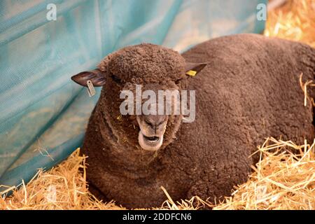 Una pecora di Ryelands colorata in una penna al Royal Welsh Show, Builth Wells Foto Stock