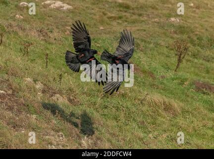 In autunno, impasti macinati di colore rosso, Pyrrrhocorax pirrhocorax, in volo sulla costa sud-occidentale del Pembrokeshire. Galles. Foto Stock