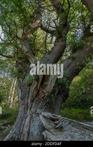 Antica quercia pollard, perdendo le sue membra, nella foresta di Savernake, nel Wiltshire. Foto Stock