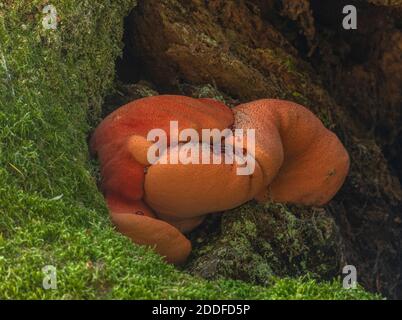 Fungo di bistecca, Fistulina hepatica, ancora in crescita da fessura in vecchio albero di quercia. Foto Stock