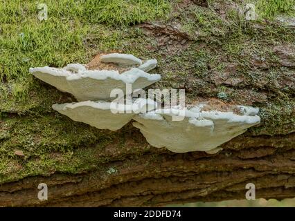 Un fungo di staffa, staffa di arrossamento, Daedalopsis confragosa, sul tronco caduto del salice. Foto Stock