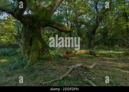 Antico habitat boschivo nella foresta di Savernake, Wiltshire - vecchie querce di pollard, legno morto e morente ecc. Foto Stock