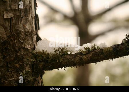 Pezzi di neve sul braccio di aghi di pino in una foresta. Capodanno e natale in arrivo. Le stagioni cambiano. Arrivo di inverno. Cambiamento climatico riscaldamento globale. Foto Stock