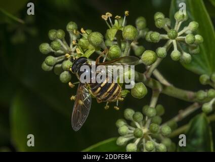 Bog Hoverfly, silentis di Sericomia, che si nutrono di fiori di Ivy all'inizio dell'autunno. Foto Stock
