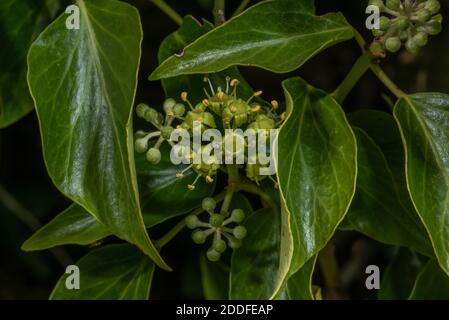Ivy, Hedera helix in fiore all'inizio dell'autunno. Foto Stock