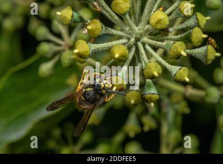 Vespa comune, Vespula vulgaris, nutrimento su fiori Ivy in tarda estate. Foto Stock