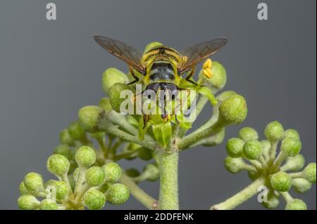 Un hoverfly, Batman Hoverfly, Myathropa florea, che si nutrono dei fiori di Ivy all'inizio dell'autunno. Foto Stock