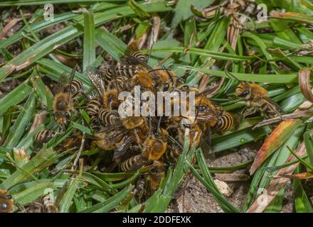 Palla di accoppiamento di principalmente api Ivy maschili, Colletes hederae, a colonia di riproduzione in tarda estate. Foto Stock
