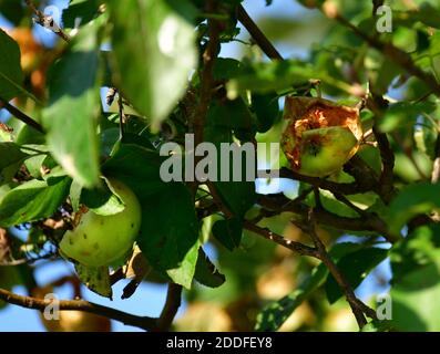 Mela sull'albero picchiata dagli uccelli. Europa Foto Stock