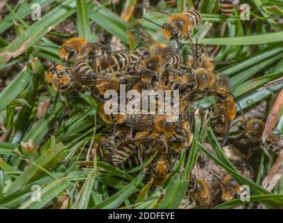 Palla di accoppiamento di principalmente api Ivy maschili, Colletes hederae, a colonia di riproduzione in tarda estate. Foto Stock
