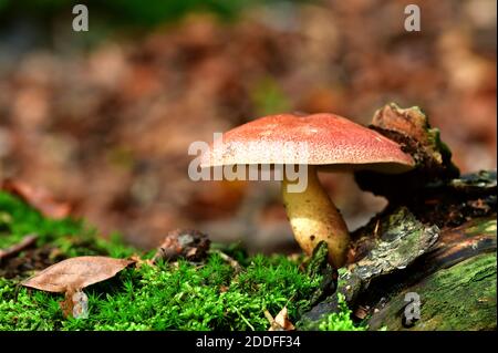 Prugne e Custard o agarico dai capelli rossi nella foresta (Tricholomopsis rutilans), Austria superiore, Austria, Europa Foto Stock