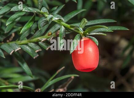 Cono di semi maturo di tasso comune, Taxus baccata, con aril. Foto Stock