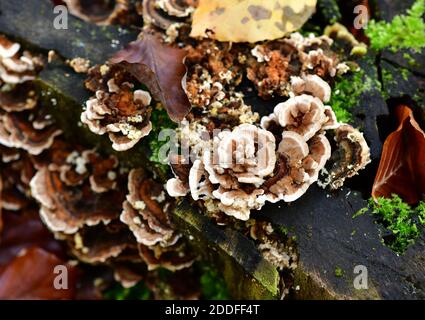 Fungo silverleaf (Chondrostereum purpurpureum) su tronco di albero. Foto Stock