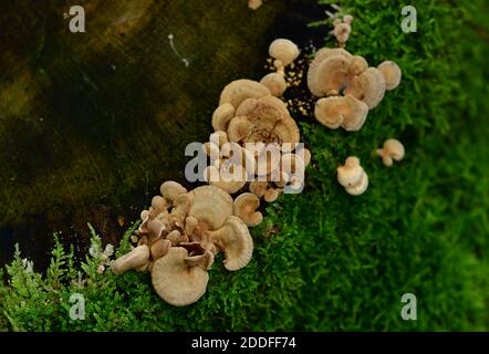 Panello luminescente (Panellus stipticus, noto anche come ostrica amara, panus astringente o fungo stitico. Austria, Europa Foto Stock