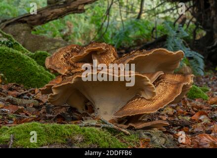 Polipo gigante, Meripilus giganteus che cresce in grandi clump alla base di vecchi faggi, New Forest. Foto Stock