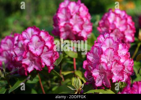 Rododendro comune (Rododendro pontico) anche chiamato rododendro ponotico Foto Stock